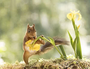 red squirrel holding yellow Iris flower with leg Date: 27-06-2021
