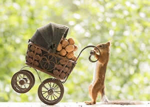 Baby Carriage Gallery: Red Squirrel holds a baby stroller with nuts Date: 20-07-2021