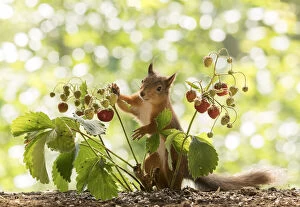 Images Dated 9th July 2021: Red Squirrel holds a strawberry Date: 08-07-2021