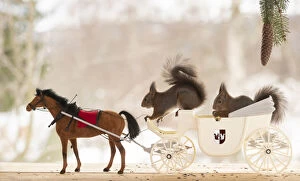 Images Dated 28th February 2021: Red Squirrel with an horse and a carriage