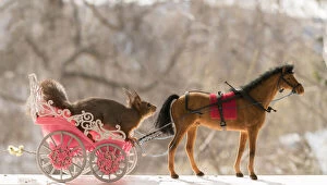 Images Dated 7th May 2021: Red Squirrel with a horse and carriage Date: 05-05-2021