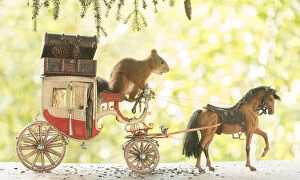 Images Dated 15th September 2021: Red Squirrel with an horse and a horse carriage