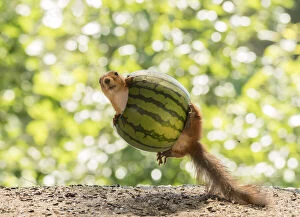 Images Dated 6th July 2021: Red Squirrel inside a watermelon