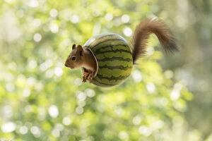 Images Dated 6th July 2021: Red Squirrel inside a watermelon Date: 05-07-2021