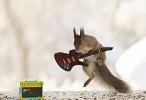 Show Collection: red squirrel jumping with a guitar looking down