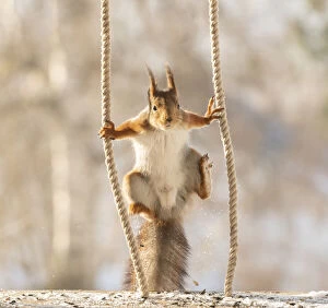 Red Squirrels playing Gallery: Red Squirrel jumping between ropes Date: 10-03-2021