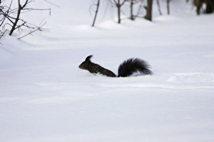 Images Dated 28th January 2005: Red Squirrel - jumping through snow