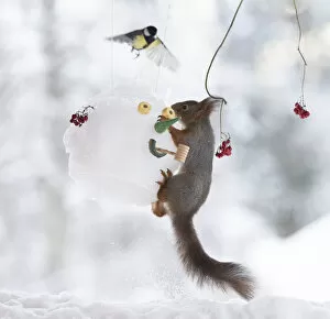 Titmouse Collection: Red squirrel jumping on a snowman mask with titmouse flying