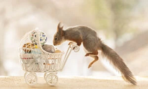 Red Squirrel Collection: Red Squirrel jumping on a stroller with eggs