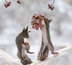 Red Squirrel jumps with gifts from snow Date: 26-12-2021
