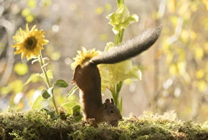 Images Dated 7th October 2021: red squirrel jumps down from a sunflower Date: 07-10-2021