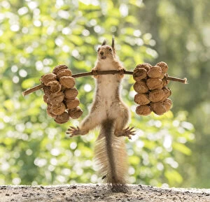 Barbell Gallery: Red Squirrel jumps with walnuts Date: 04-07-2021