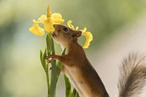 Images Dated 27th June 2021: red squirrel licking an yellow Iris flowers Date: 27-06-2021