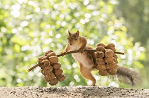 Red Squirrel is lifting walnuts; Date: 04-07-2021