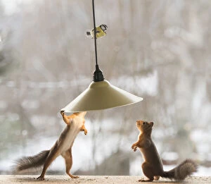 Claw Gallery: Red Squirrel looking under a burning lamp     Date: 08-11-2021