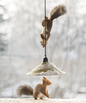 Images Dated 10th November 2021: Red Squirrel looking under a burning lamp Date: 10-11-2021