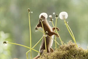 Blow Gallery: Red Squirrel looking up from between dandelion bud seeds     Date: 11-06-2021