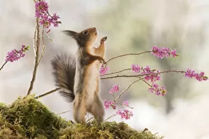 Images Dated 24th April 2021: Red Squirrel looking up between Daphne mezereum flower branches Date: 23-04-2021