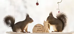 Images Dated 27th February 2021: Red Squirrel is looking at a graveyard stone with another squirrel Date: 26-01-2021