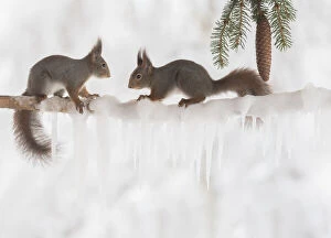 Pinecone Gallery: Red squirrel are looking at each other on a icicle branch Date: 17-02-2021