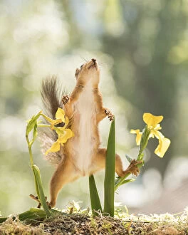 Sciuridae Collection: red squirrel looking up between Iris flowers