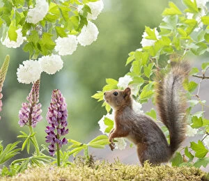 Red squirrel looking at snowball bush flowers Date: 14-06-2018