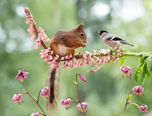 Smell Gallery: red squirrel on an lupine flower with finch     Date: 21-06-2018