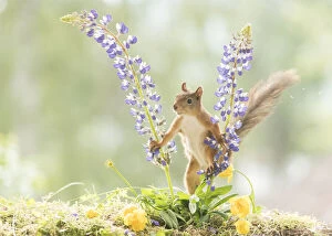 Images Dated 25th June 2021: Red Squirrel in between lupine flowers Date: 25-06-2021