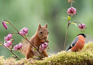 Smell Gallery: red squirrel with an male bullfinch     Date: 21-06-2018