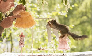 Sciurus Vulgaris Collection: Red Squirrel and man with a Clothes rack