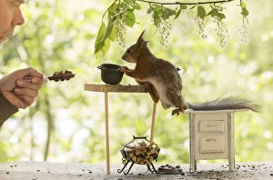 Images Dated 5th June 2021: Red Squirrel and man in a kitchen Date: 04-06-2021