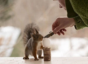 Breakfast Gallery: Red Squirrel and man standing with a egg and chainsaw     Date: 18-03-2021