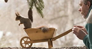 Sciurus Vulgaris Collection: Red Squirrel and man with and in a wheelbarrow