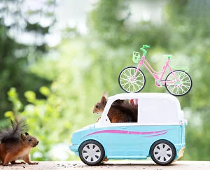 Bicycle Gallery: red squirrel in a minivan with cycle     Date: 19-06-2018