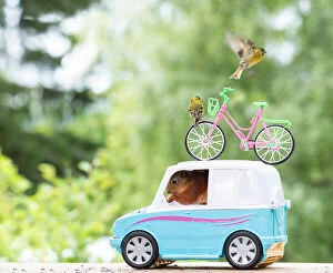 Bicycle Gallery: red squirrel in a minivan with cycle and siskin     Date: 19-06-2018