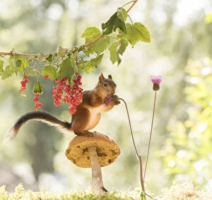 Images Dated 22nd July 2021: Red Squirrel on a mushroom with red currant and thistle Date: 21-07-2021