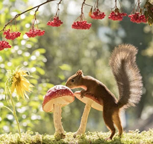 Images Dated 31st August 2021: Red Squirrel with a mushroom and sunflower Date: 30-08-2021