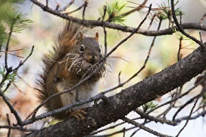 Pine Gallery: Red Squirrel with nesting material