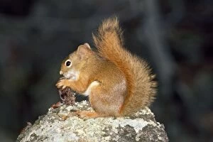 Images Dated 27th April 2010: Red Squirrel - (North American)