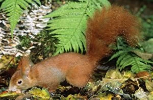 Red SQUIRREL - with nut in mouth
