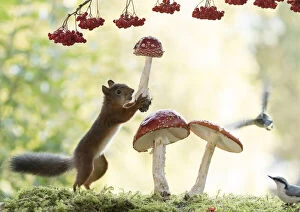 Images Dated 31st August 2021: Red Squirrel and nuthatch with mushroom Date: 30-08-2021