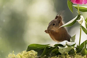 Images Dated 4th July 2021: Red Squirrel between peony leaves Date: 02-07-2021