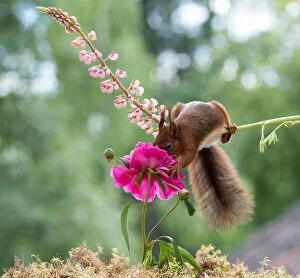 Smell Gallery: red squirrel with a peony and lupine flower     Date: 19-06-2018