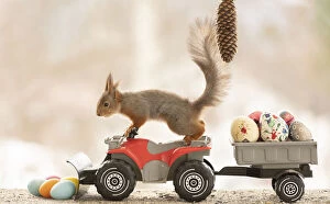 Squirrels Collection: Red Squirrel with Quadbike and eggs