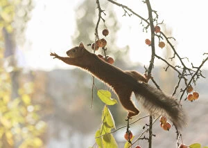 Images Dated 9th October 2021: Red Squirrel reaches from a apple branch Date: 09-10-2021
