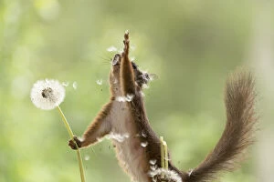 Blow Gallery: Red Squirrel reaches with dandelion seeds flying     Date: 09-06-2021