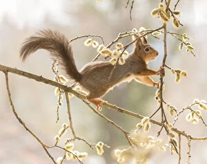 Images Dated 4th May 2021: Red Squirrel reaches from willow flower branches Date: 03-05-2021