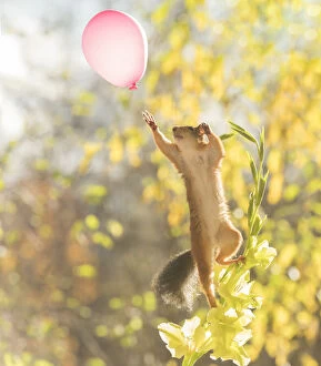 Images Dated 7th October 2021: Red Squirrel reaching a balloon from a Gladiolus flower Date: 05-10-2021