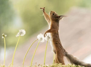 Red Squirrel reaching up with between dandelion bud seeds Date: 11-06-2021