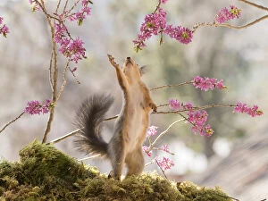 Branch Plant Part Gallery: Red Squirrel reaching between daphne flower branches Date: 23-04-2021